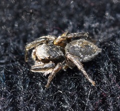 Habronattus cuspidatus