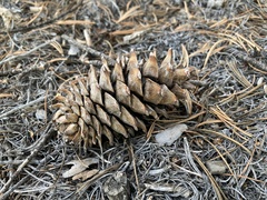 Pinus flexilis