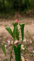 Pavonia friesii