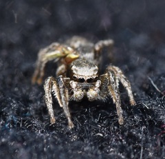 Habronattus cuspidatus
