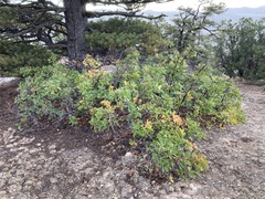 Quercus gambelii