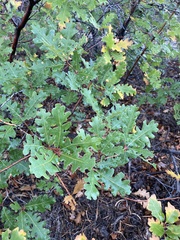 Quercus gambelii