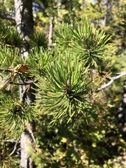 Pinus contorta