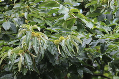 Castanea mollissima