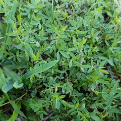 Stylosanthes
