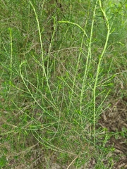 Cassinia sifton