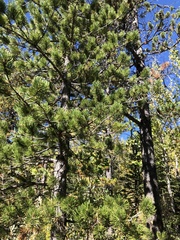 Pinus contorta