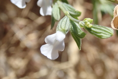 Salvia reflexa