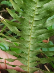 Blechnum