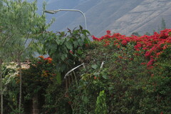 Bougainvillea