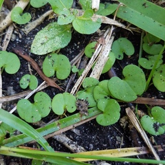 Dichondra carolinensis