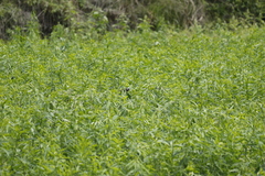 Pycnonotus taivanus × sinensis