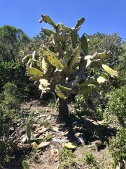 Opuntia stricta