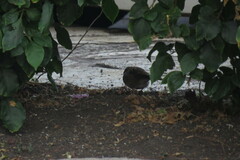 Turdus amaurochalinus