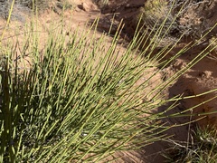 Ephedra viridis