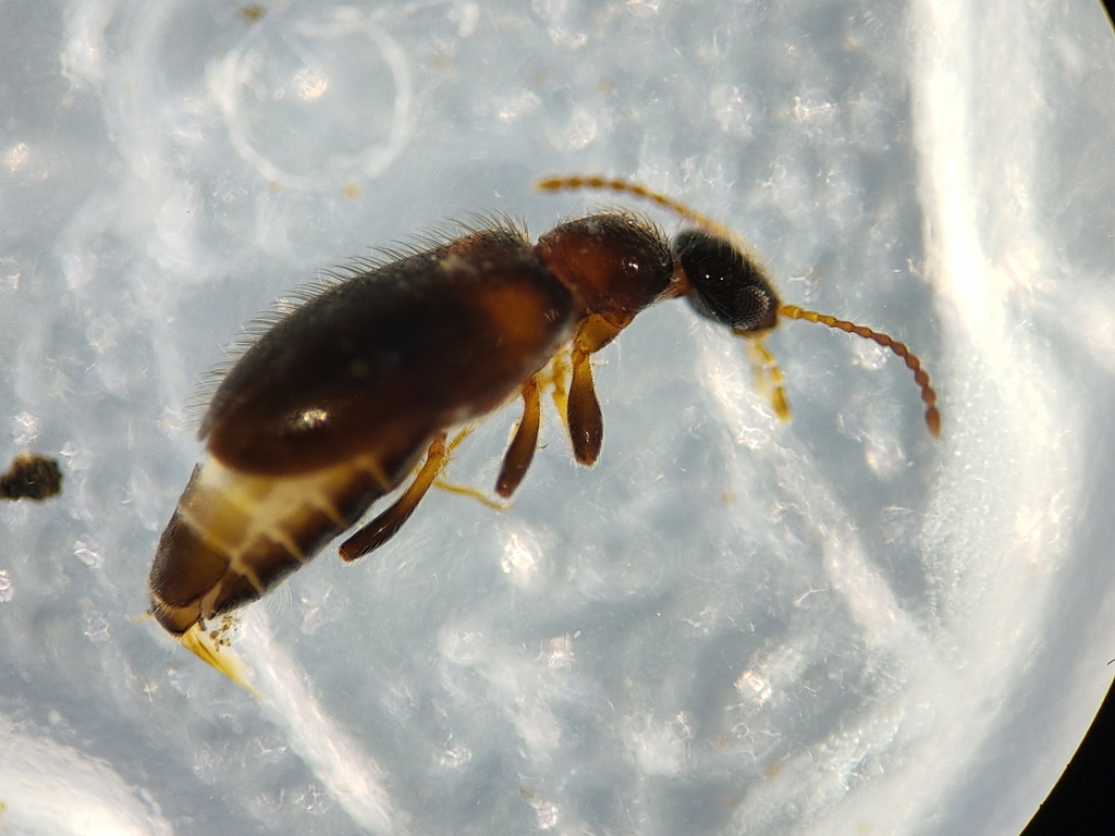 Hirticomus balteatus
