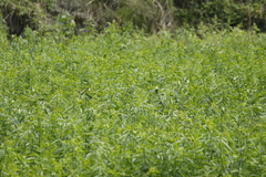 Pycnonotus taivanus × sinensis