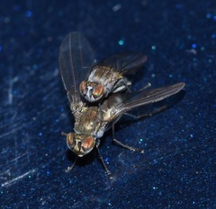 Ephydridae