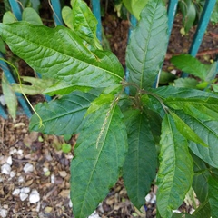 Petiveria alliacea