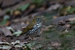 Hylocichla mustelina