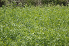 Pycnonotus taivanus × sinensis