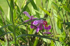 Sobralia dichotoma