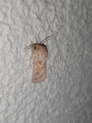 Margelana versicolor