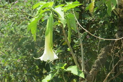 Brugmansia suaveolens