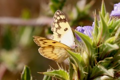 Colotis doubledayi