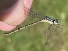 Lestes australis