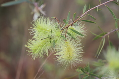 Melaleuca nervosa
