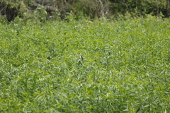 Pycnonotus taivanus × sinensis