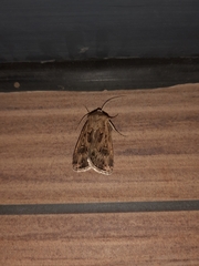 Agrotis segetum