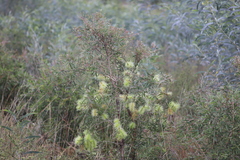Melaleuca nervosa