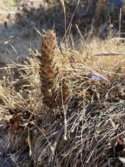 Orthocarpus bracteosus