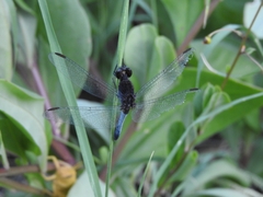 Erythrodiplax basifusca