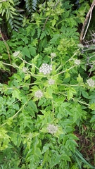 Daucus decipiens