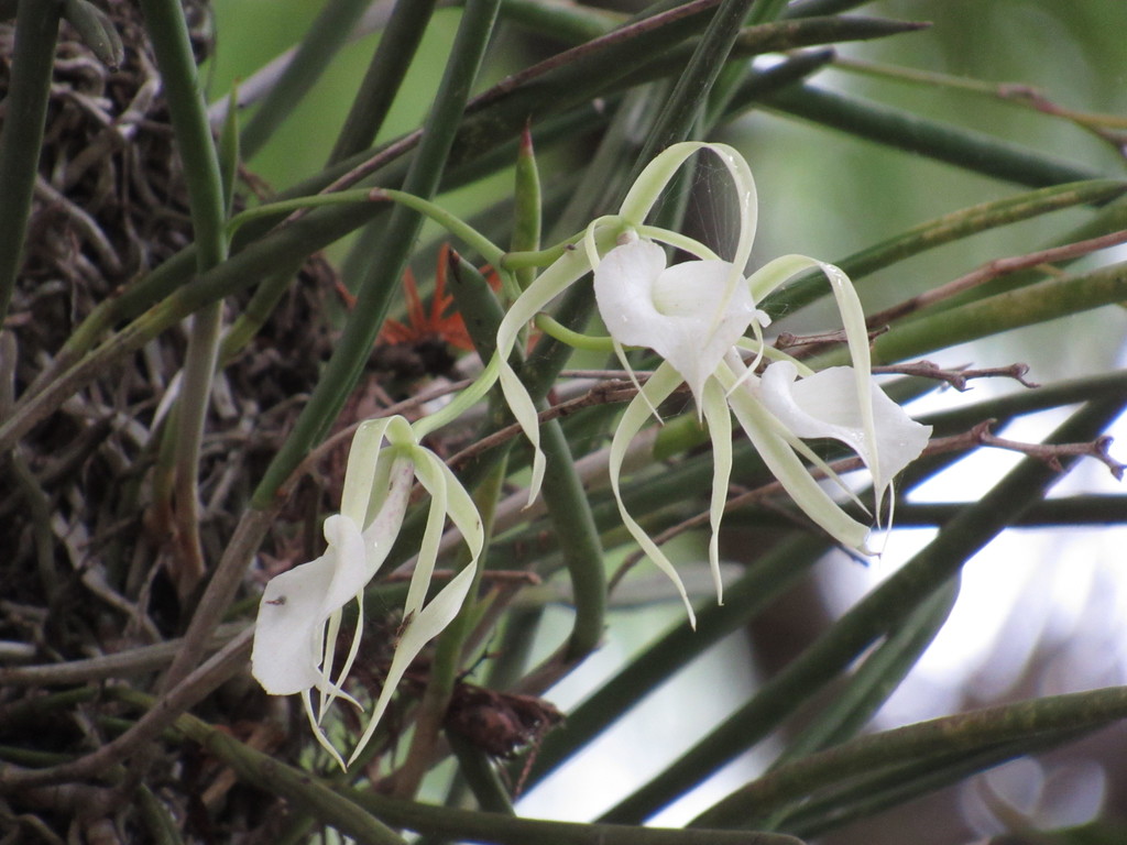 Brassavola subulifolia