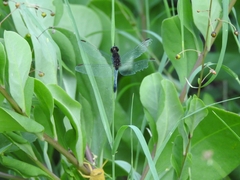 Erythrodiplax basifusca