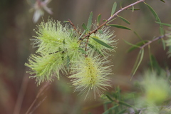 Melaleuca nervosa