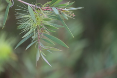 Melaleuca nervosa