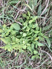 Physalis virginiana