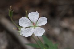 Geranium richardsonii