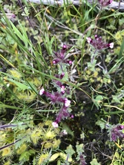 Parentucellia latifolia