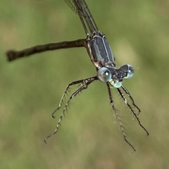 Lestes australis
