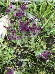 Parentucellia latifolia