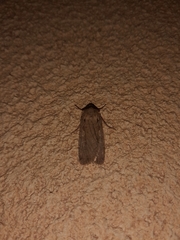Dichagyris flammatra