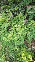 Daucus decipiens