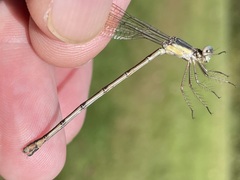 Lestes australis