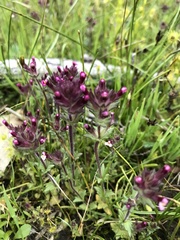 Parentucellia latifolia